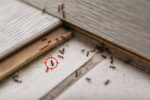 Best Bed Bug Extermination  in Rio, VA